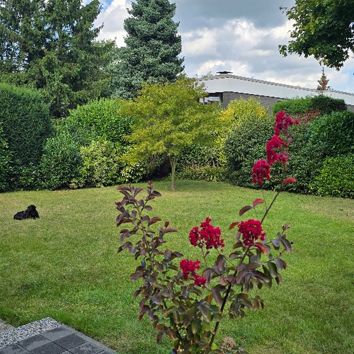Danke @elektroambrozy für die wunderbare Nominierung zur #Baumpflanzchallenge. Gerne haben wir den Baum gepflanzt, auch...